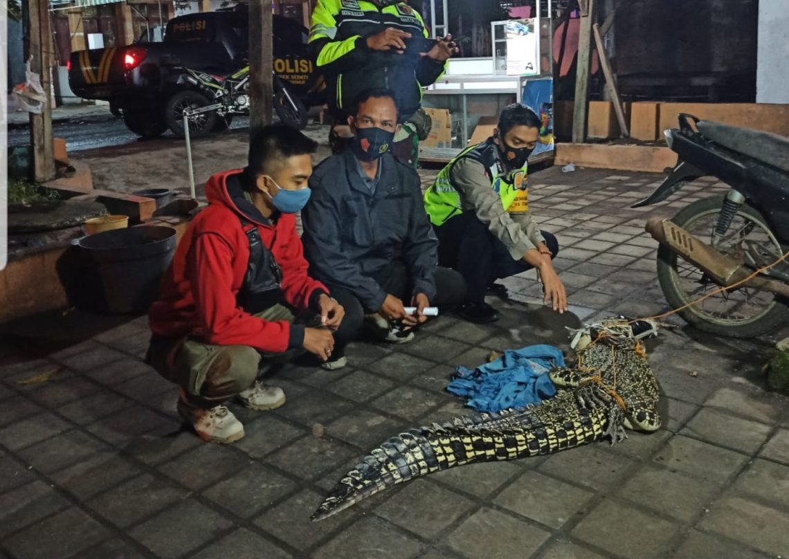Buaya 2 Meter Nongol di Gisik Cemandi