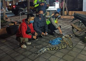 Buaya 2 Meter Nongol di Gisik Cemandi