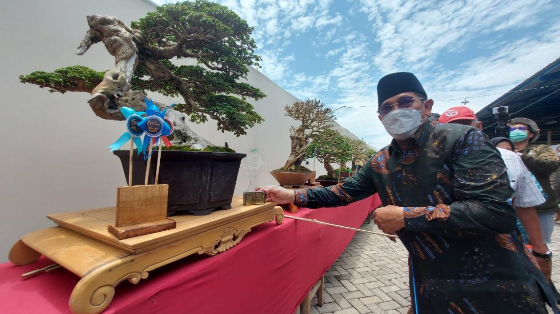 Mengeruk Untung dari Bisnis Tanaman Bonsai