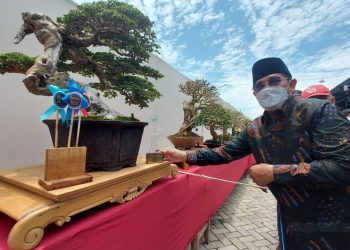Mengeruk Untung dari Bisnis Tanaman Bonsai