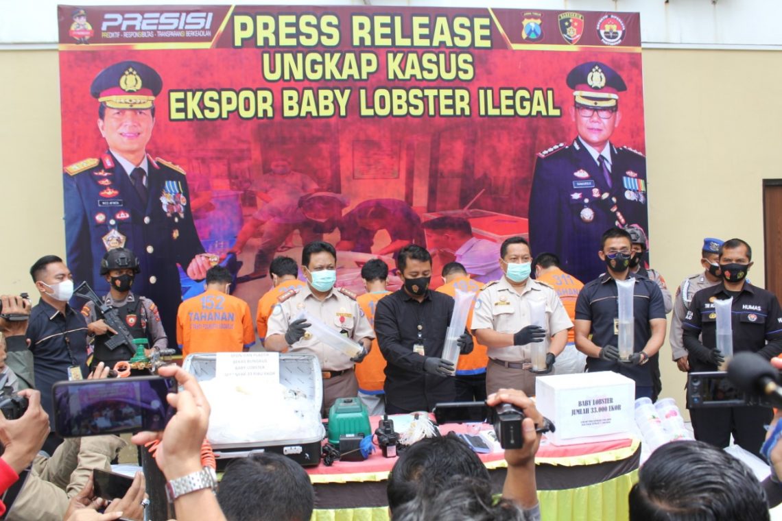 Penyelundupan Benih Lobster di Juanda Digagalkan