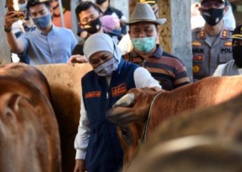 Gubernur Khofifah Minta Masyarakat Tidak Panik Hadapi PMK Hewan Kurban