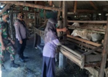 80 Sapi Warga Prambon di Vaksin