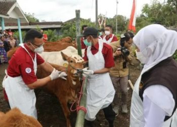 Gubernur Khofifah Awasi Langsung Revaksinasi PMK Hewan di Jember