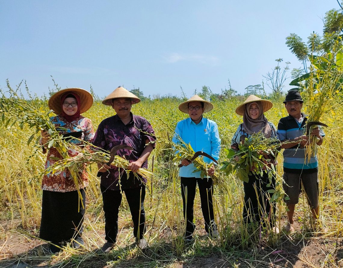Pak Usman Bantu Petani Biji Wijen Tambak Kalisogo