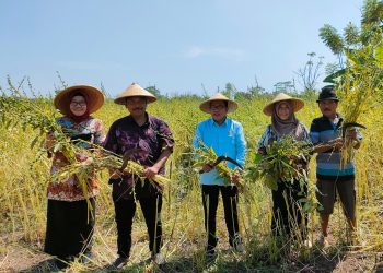 Pak Usman Bantu Petani Biji Wijen Tambak Kalisogo