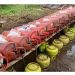 Pengoplos Gas LPG Meningkat