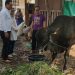 Di Hari Raya Idul Qurban, Abah Gik Berkorban 4 Ekor Sapi