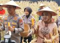 Polda Jatim Gelar Panen Jagung di Tanggulangin