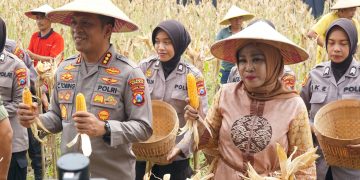 Polda Jatim Gelar Panen Jagung di Tanggulangin