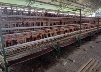 Siswa SDN Sarirogo Kehilangan Selera Makan